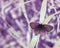 Butterfly resting on the leaf. White vegetation in background. Full spectrum abstract vision