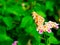 Butterfly resting on a pink and yellow lantana camara flower in the garden