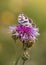 Butterfly resting on a purple knapweed flower.
