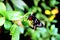 A butterfly rests on the green leaf