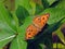 A butterfly rests on a leafy foliage