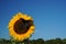 A butterfly rests on a sunflower in summer