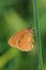 Butterfly - Ringlet (Aphantopus hyperantus) covered morning dew