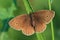 Butterfly - Ringlet (Aphantopus hyperantus) covered morning dew