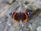 Butterfly on a Rock