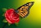 Butterfly on a rose illustrated background