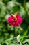 A butterfly on the rose zinnia