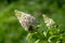 Butterfly Russian Bear on lilac