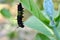 Butterfly`s pupa