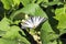 Butterfly sail swallowtail with damaged ends of wings sits on bean leaves