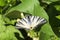 Butterfly sail swallowtail with damaged ends of wings sits on bean leaves