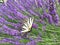 Butterfly sailboat, striped, sit on a flower of purple lavender