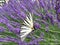 Butterfly sailboat, striped, sit on a flower of purple lavender