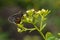 Butterfly in Salalah Khareef monsoon season