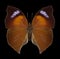 Butterfly Salamis anteva