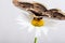 Butterfly Saturnia on daisy