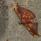 Butterfly Saturniidae lying on the rock (Sumatra, Indonesia)