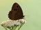 The butterfly Satyrus dryas in the early morning in a clearing among forest flowers