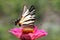 Butterfly (Scarce Swallowtail)