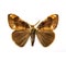 Butterfly - Scarce Vapourer