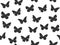 Butterfly seamless pattern. Seamless pattern of butterflies. Black and white color. Vector