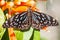 Butterfly seating on a flower in Thailand