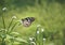 Butterfly seeking nectar on a flower