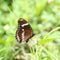 Butterfly seeking nectar on flower