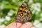 Butterfly (Sephisa dichroa) 2