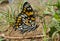 Butterfly (Sephisa dichroa) 20