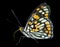 Butterfly (Sephisa dichroa) 24