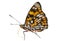 Butterfly (Sephisa dichroa) 4