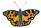 Butterfly (Sephisa dichroa)
