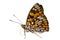 Butterfly (Sephisa dichroa) 8