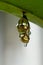 Butterfly in shiny golden pupa with water drop; Chrysalis