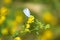 Butterfly on sickle medick flower close-p with foreground focus