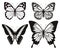 butterfly silhouette pictures