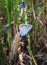 Butterfly Silhouettes