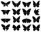 Butterfly silhouettes. Black stencil insect pattern, stylized spring symbol. Wedding decor elements, tattoo wing shapes