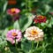 Butterfly (silkworm moth) on chamomile