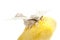 Butterfly of silkworm over yellow cocoon on white