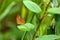 Butterfly in the Sinharaja Rainforest of Sri Lanka