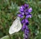 Butterfly Siona lineata