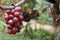 Butterfly sipping grapes