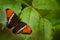 Butterfly Siproeta epaphus, Rusty-tipped Page in the geen nature habitat.  Brown and orange butterfly sitting on the leave in