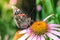 Butterfly sit on a beautiful pink flower/beautiful bright motley butterfly sits on a flower. Beautiful wildlife background