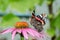 Butterfly sit on a beautiful pink flower/beautiful bright motley butterfly sits on a flower. Beautiful wildlife background