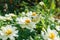 Butterfly sit to White flowers mini zinnia