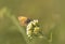 Butterfly siting on a flower.