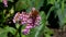 A butterfly sits on a Bergenia flower on a sunny spring day